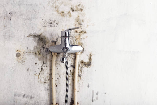 Best Local Mold Removal Service  in Merian, ID