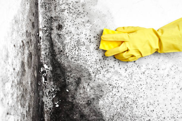 Mold Removal Process in Meridian, ID