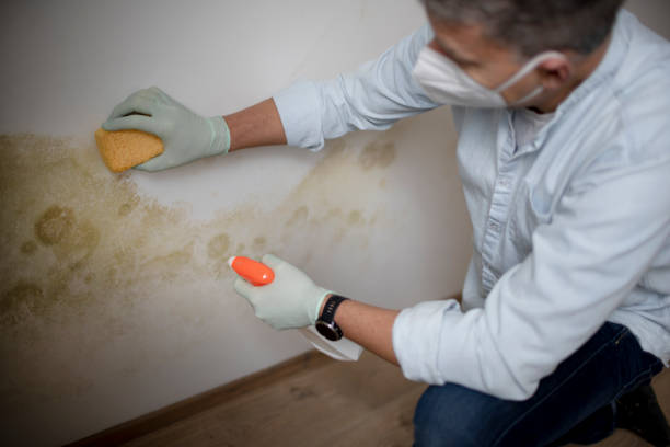 Best Mold Testing  in Merian, ID