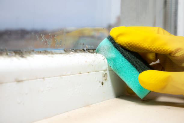 Best Residential Mold Removal  in Merian, ID
