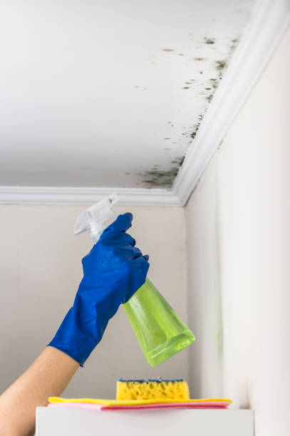Best Black Mold Removal  in Merian, ID